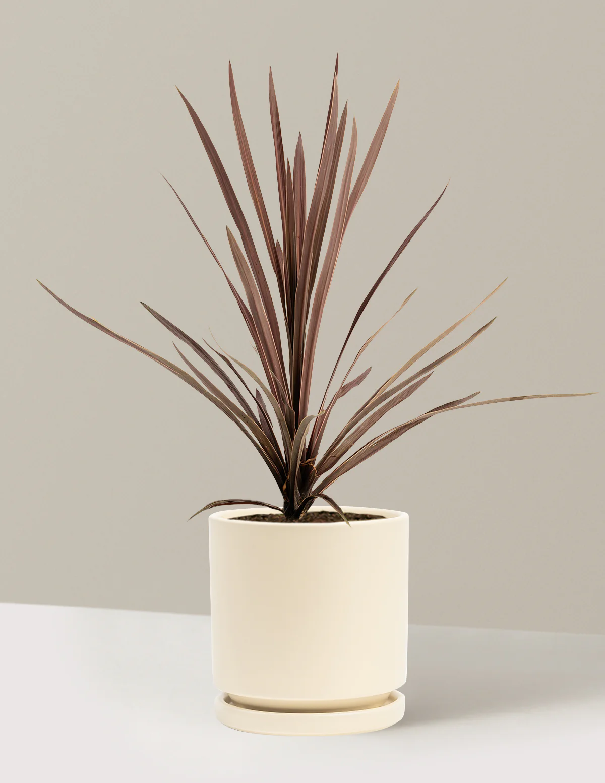 Bauer's Cordyline - Image 9