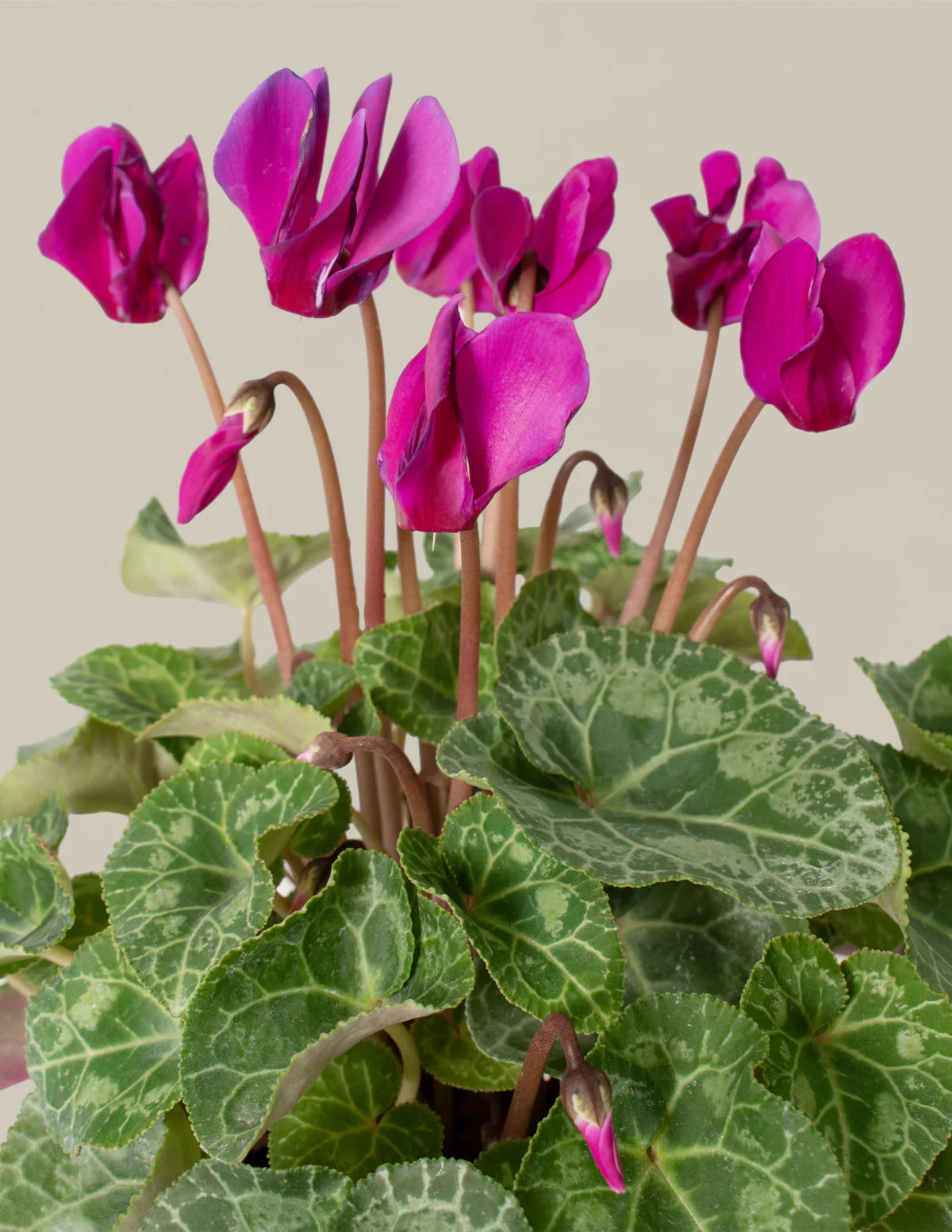 Be My Valentine Duo - Image 3