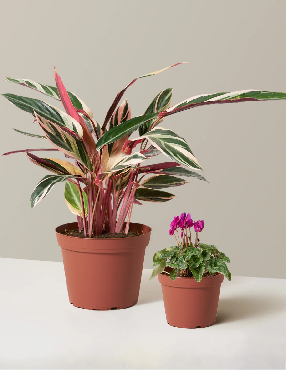 Be My Valentine Duo - Image 5