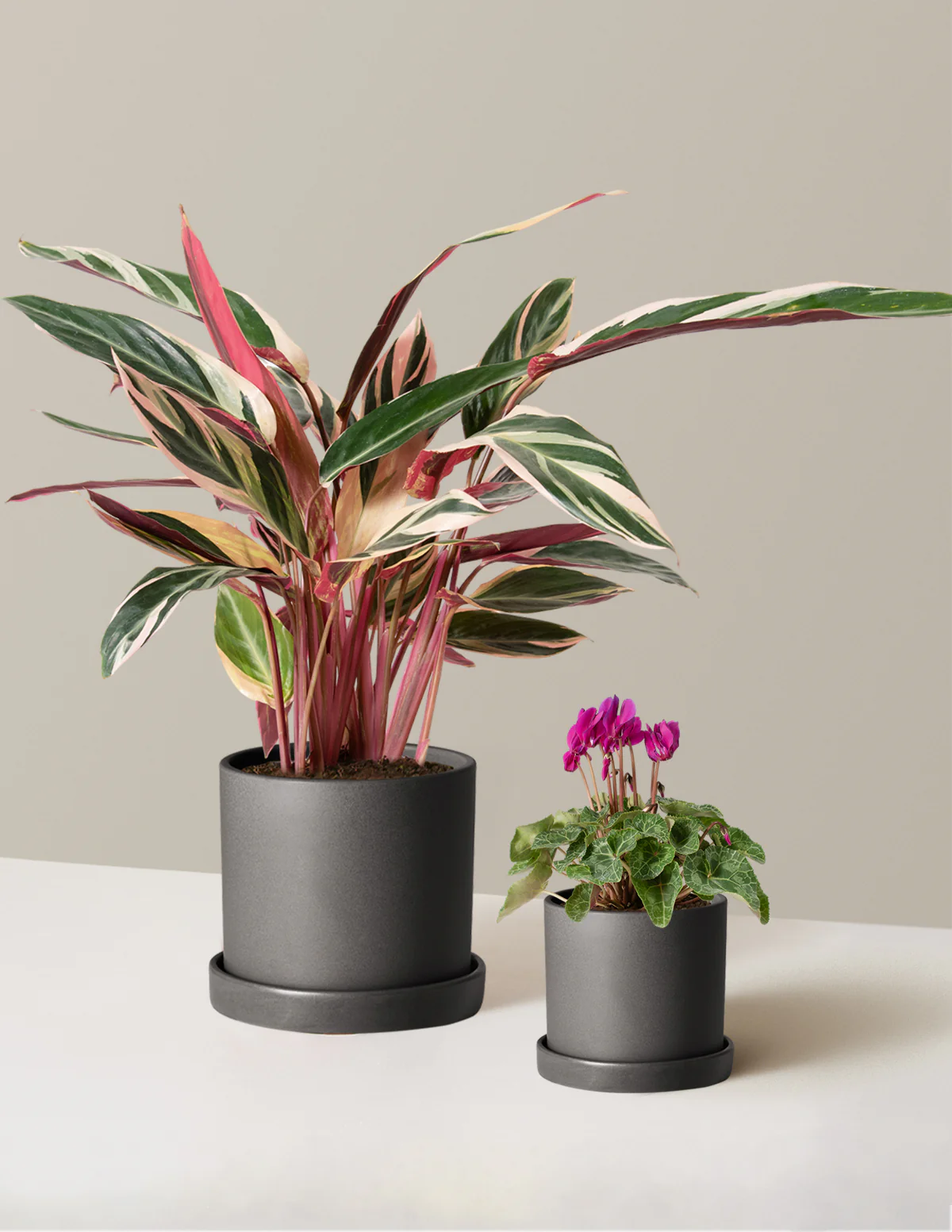 Be My Valentine Duo - Image 6