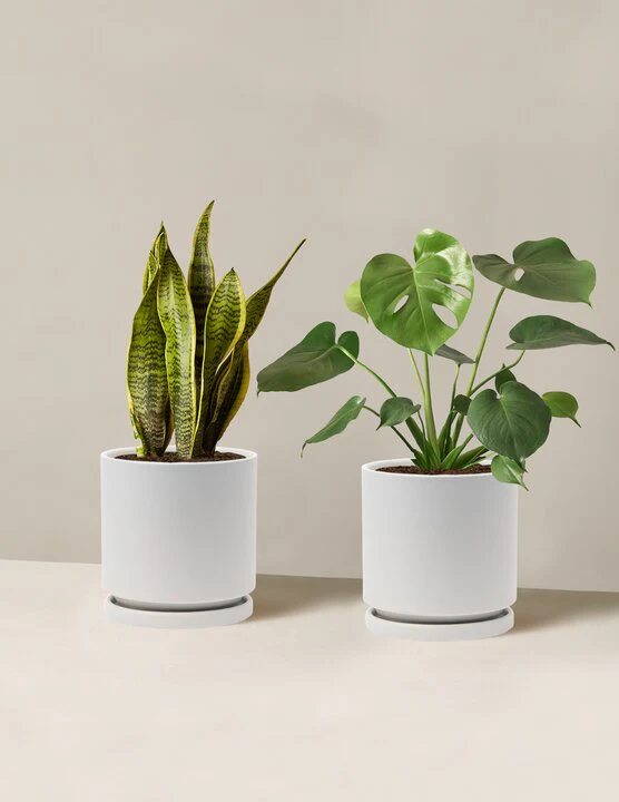 Best Sellers Duo - Image 10
