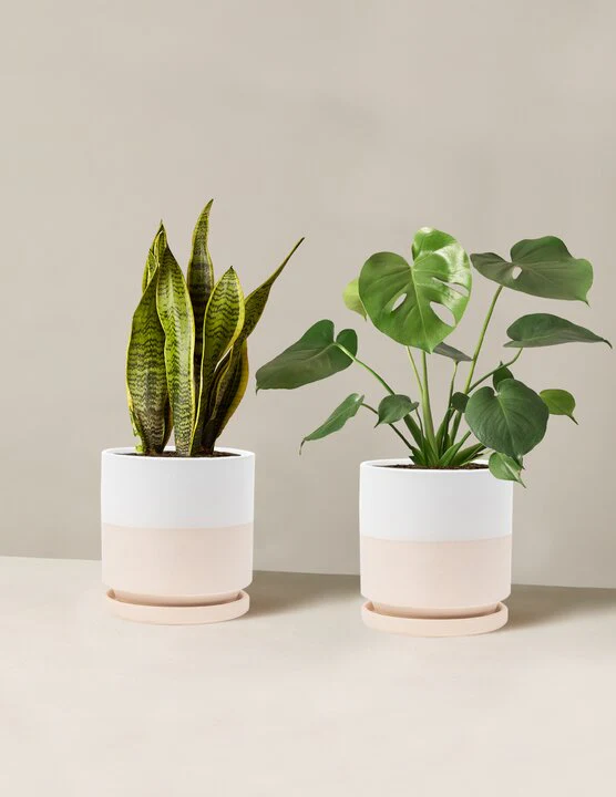 Best Sellers Duo - Image 11