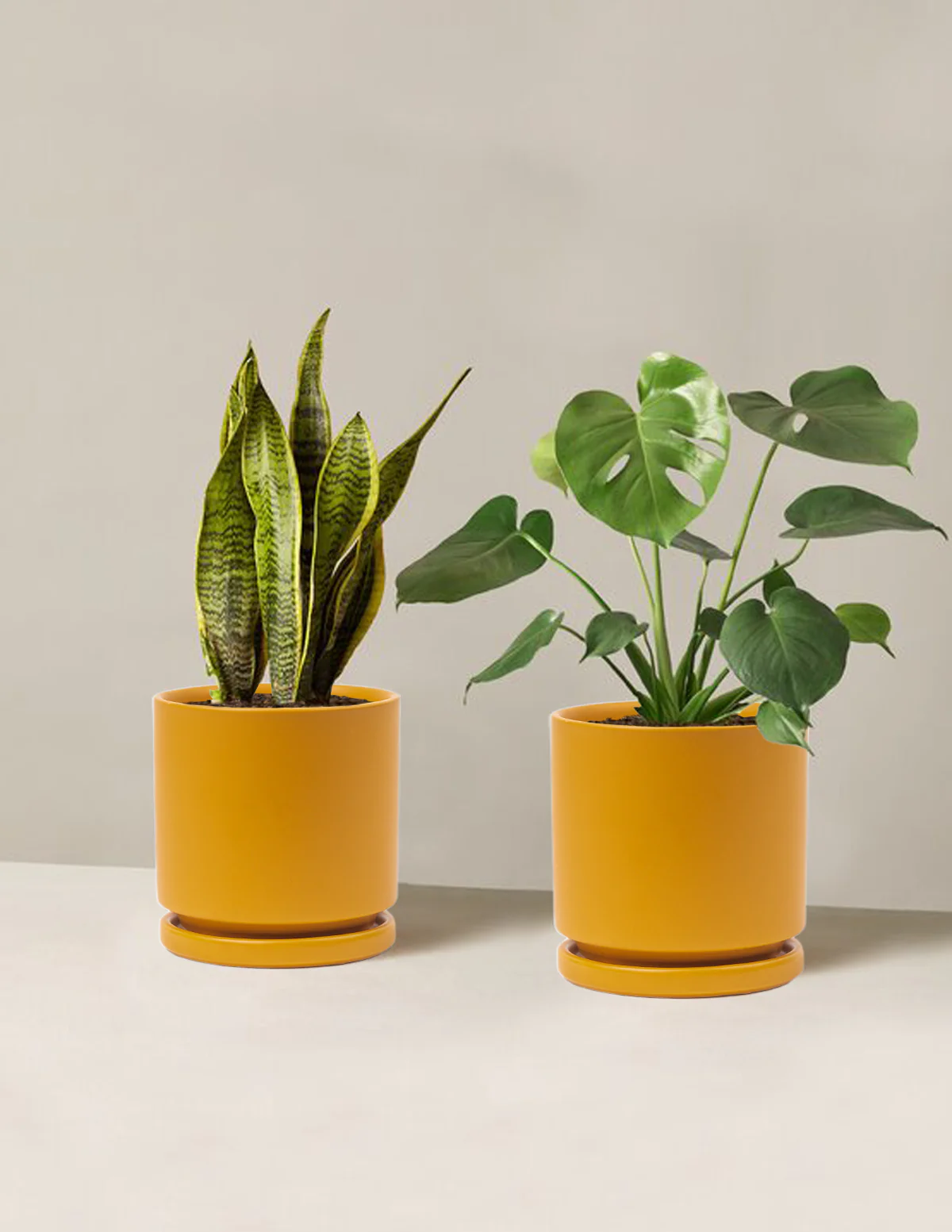 Best Sellers Duo - Image 12