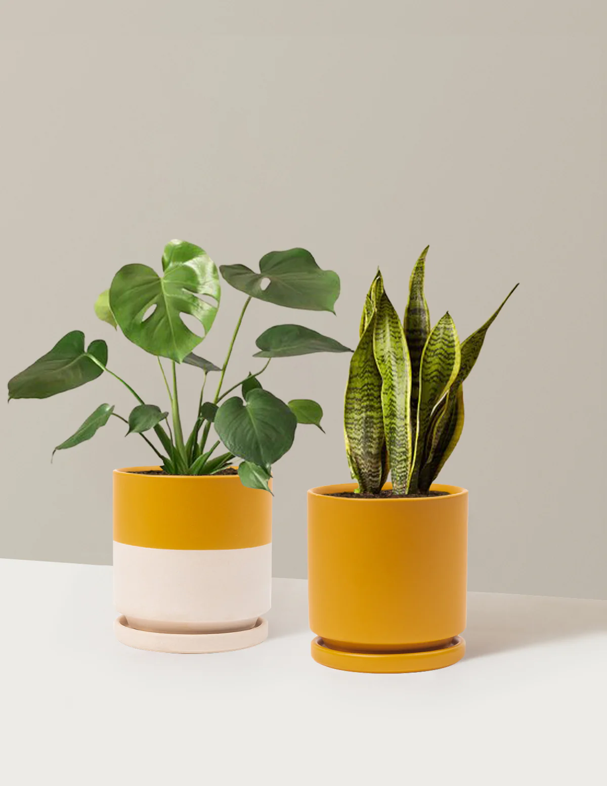 Best Sellers Duo - Image 23