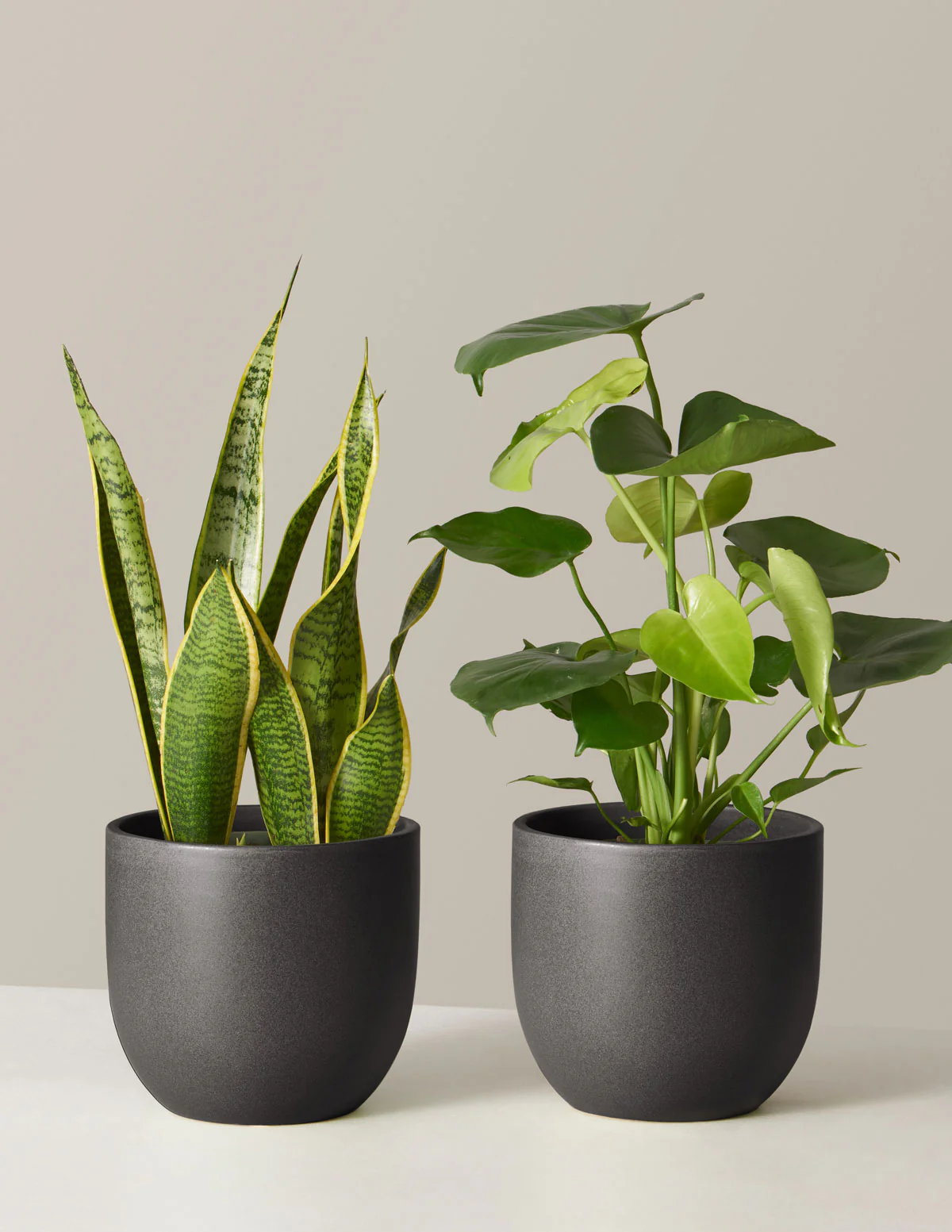 Best Sellers Duo - Image 4