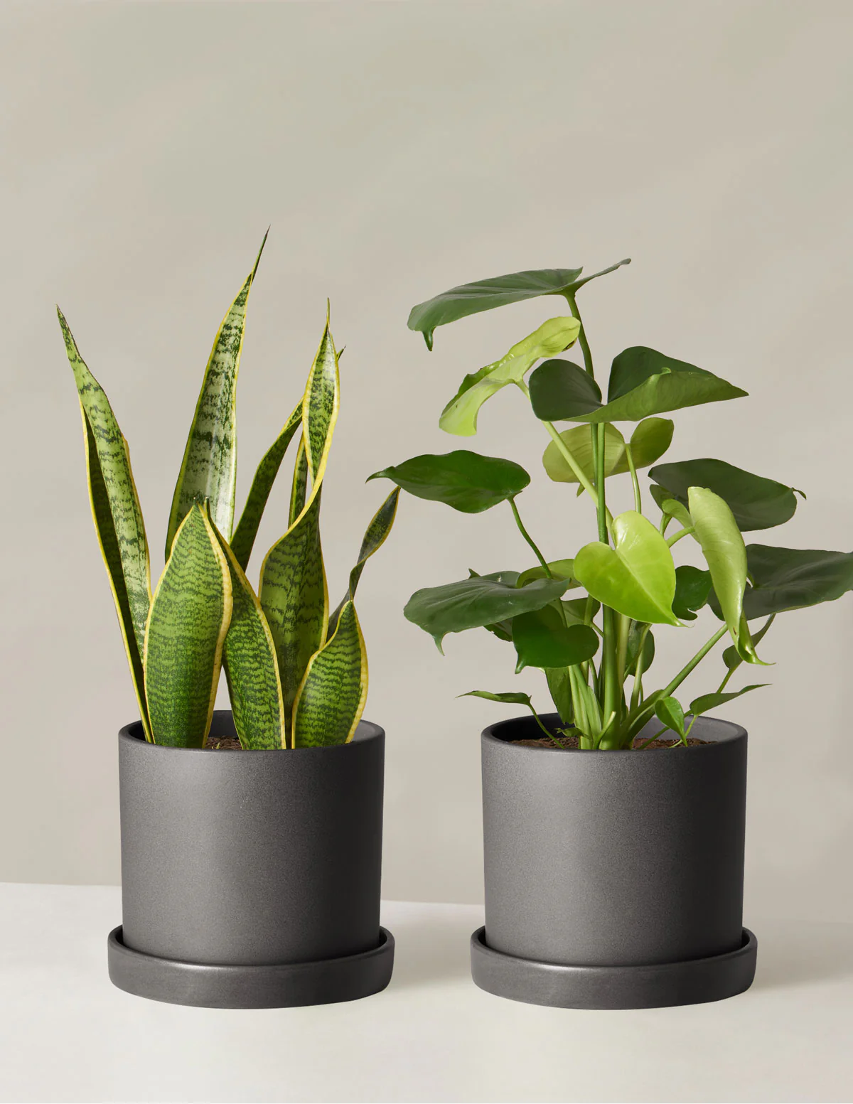Best Sellers Duo - Image 7