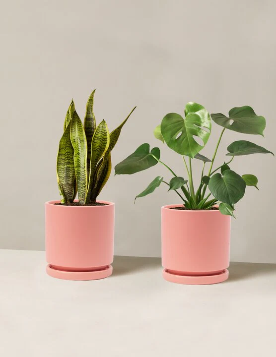 Best Sellers Duo - Image 9