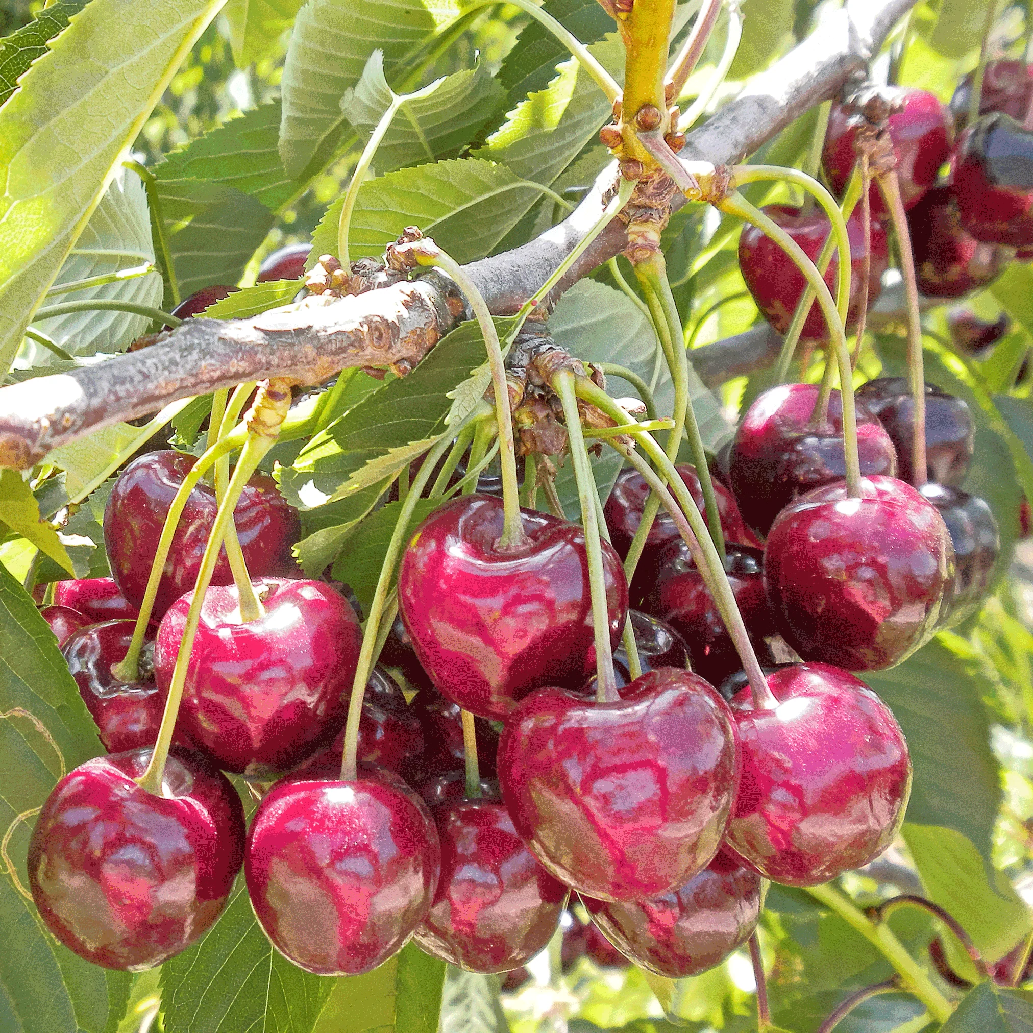 Bing Cherry Tree - Image 3