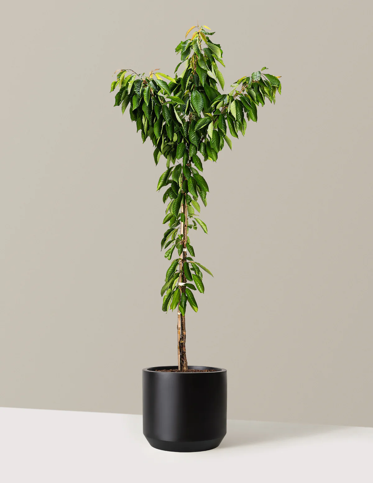 Bing Cherry Tree - Image 4