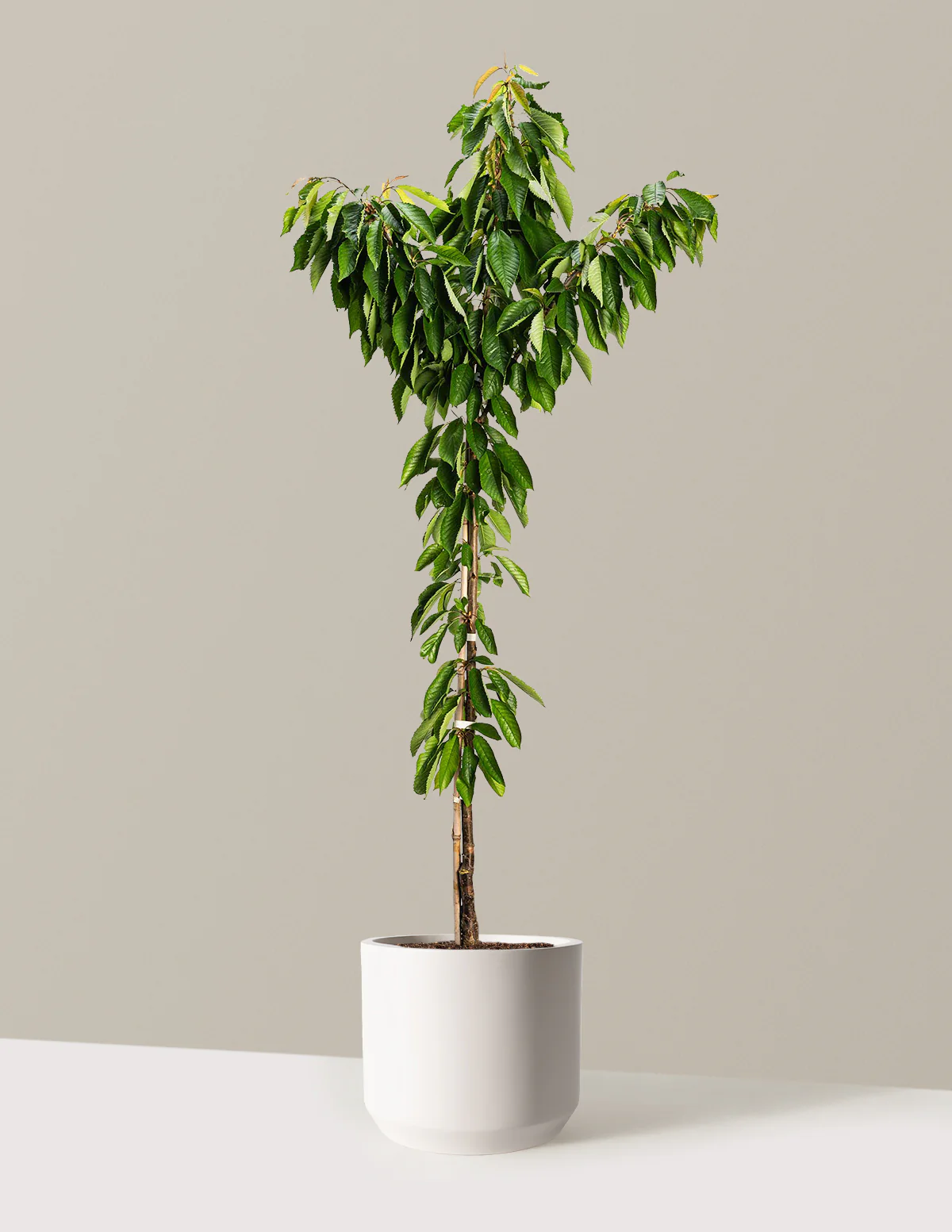 Bing Cherry Tree - Image 5