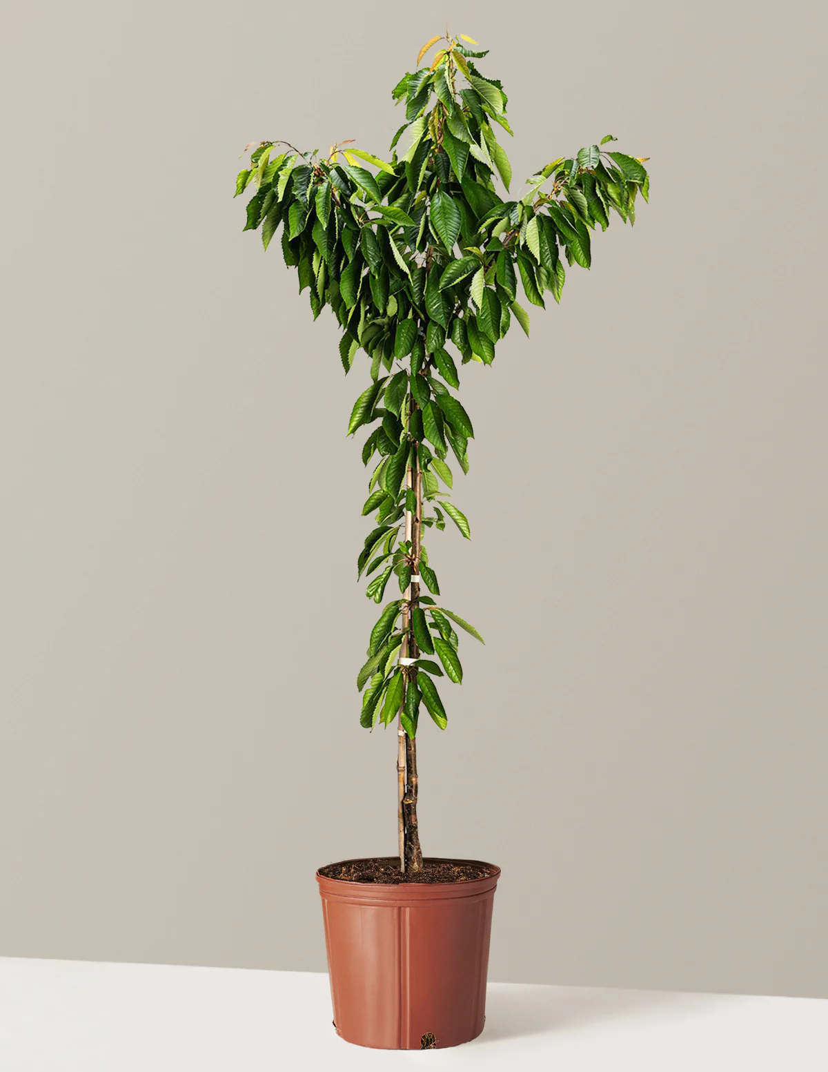 Bing Cherry Tree - Image 6