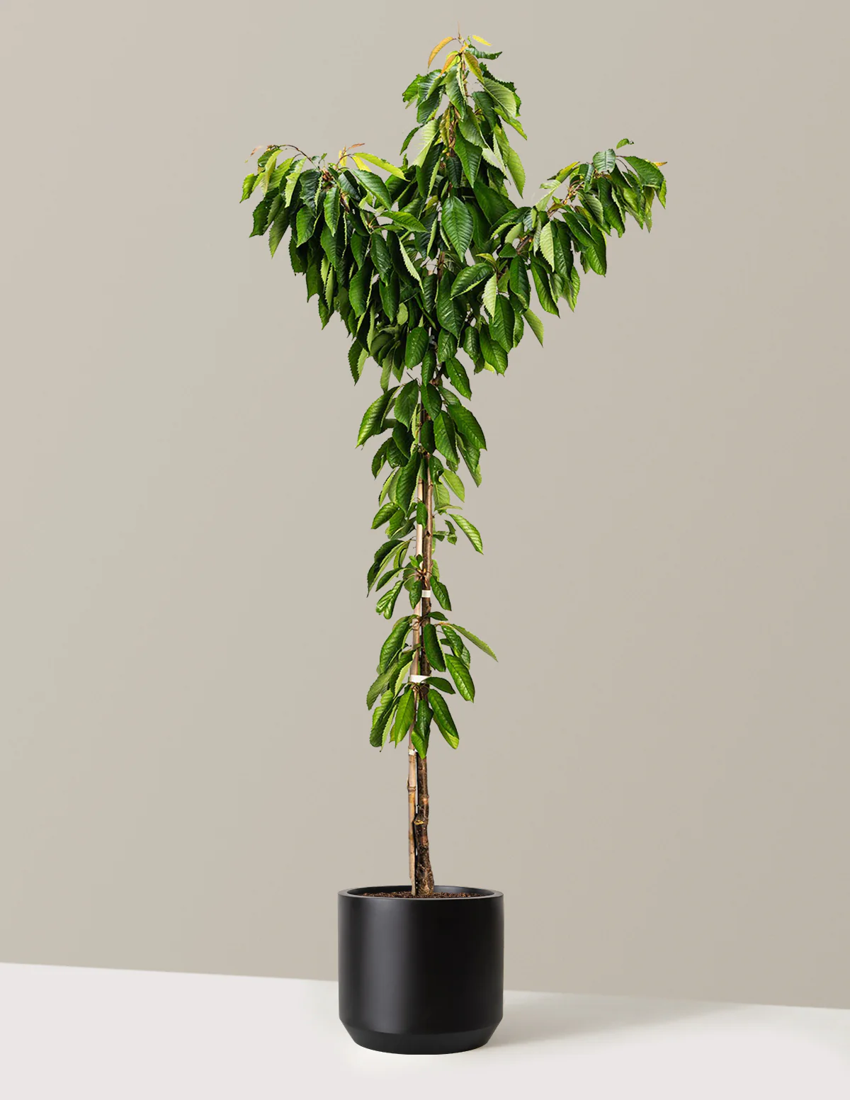 Bing Cherry Tree - Image 7