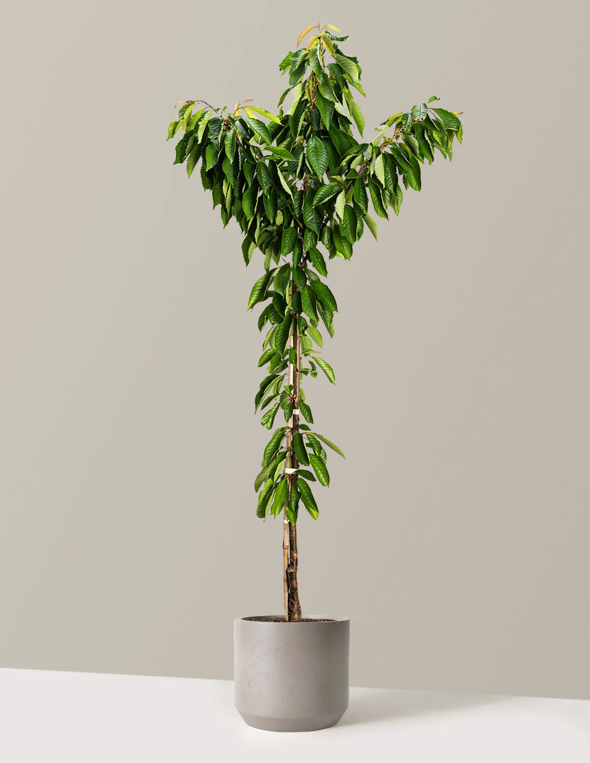 Bing Cherry Tree - Image 8