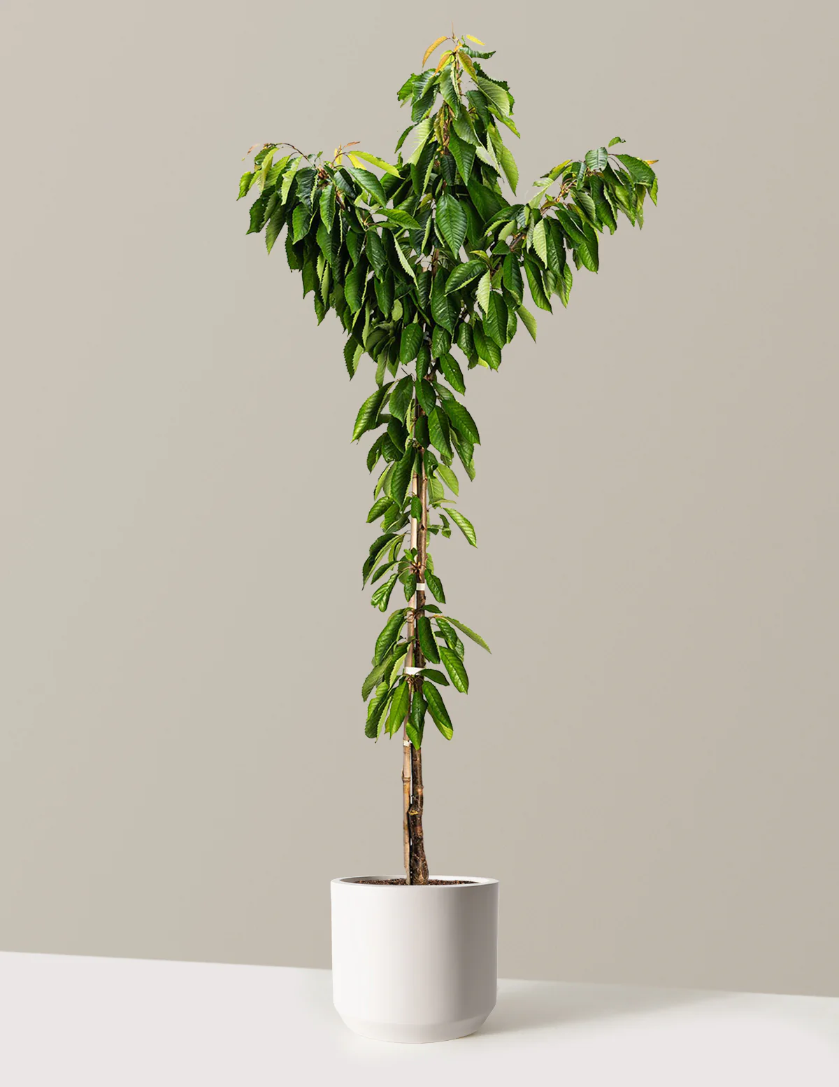 Bing Cherry Tree - Image 9
