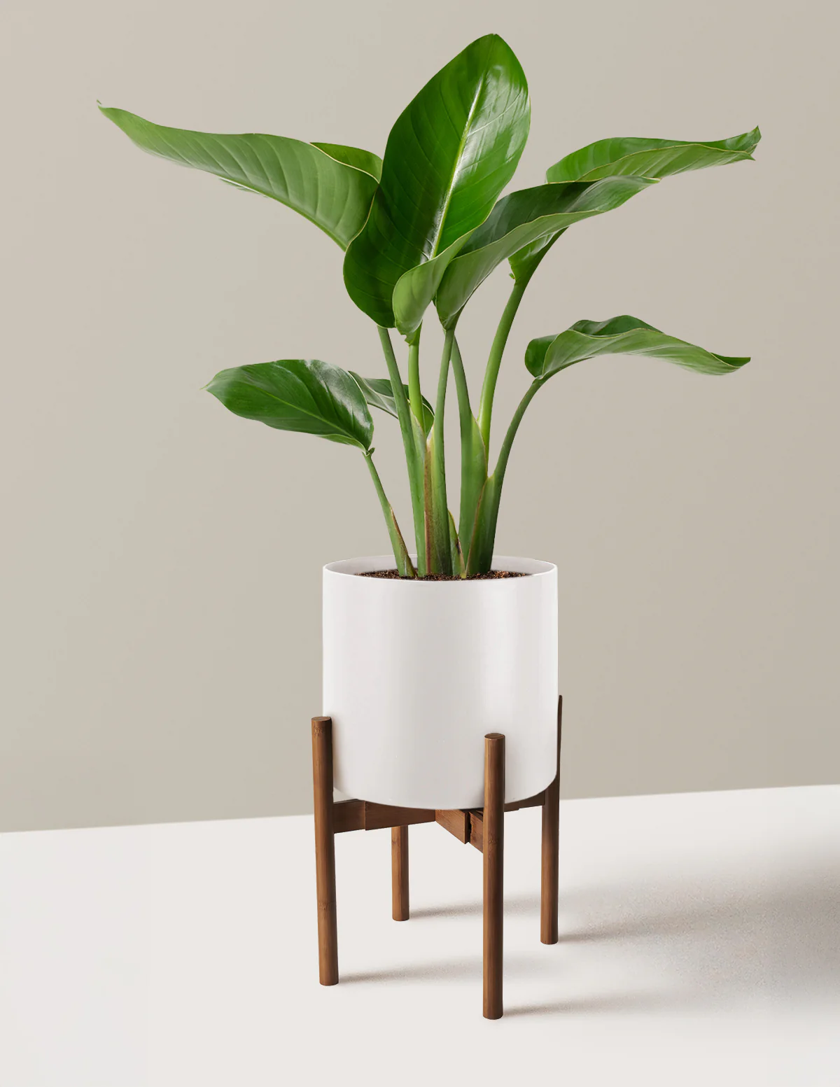 Bird of Paradise - Image 13