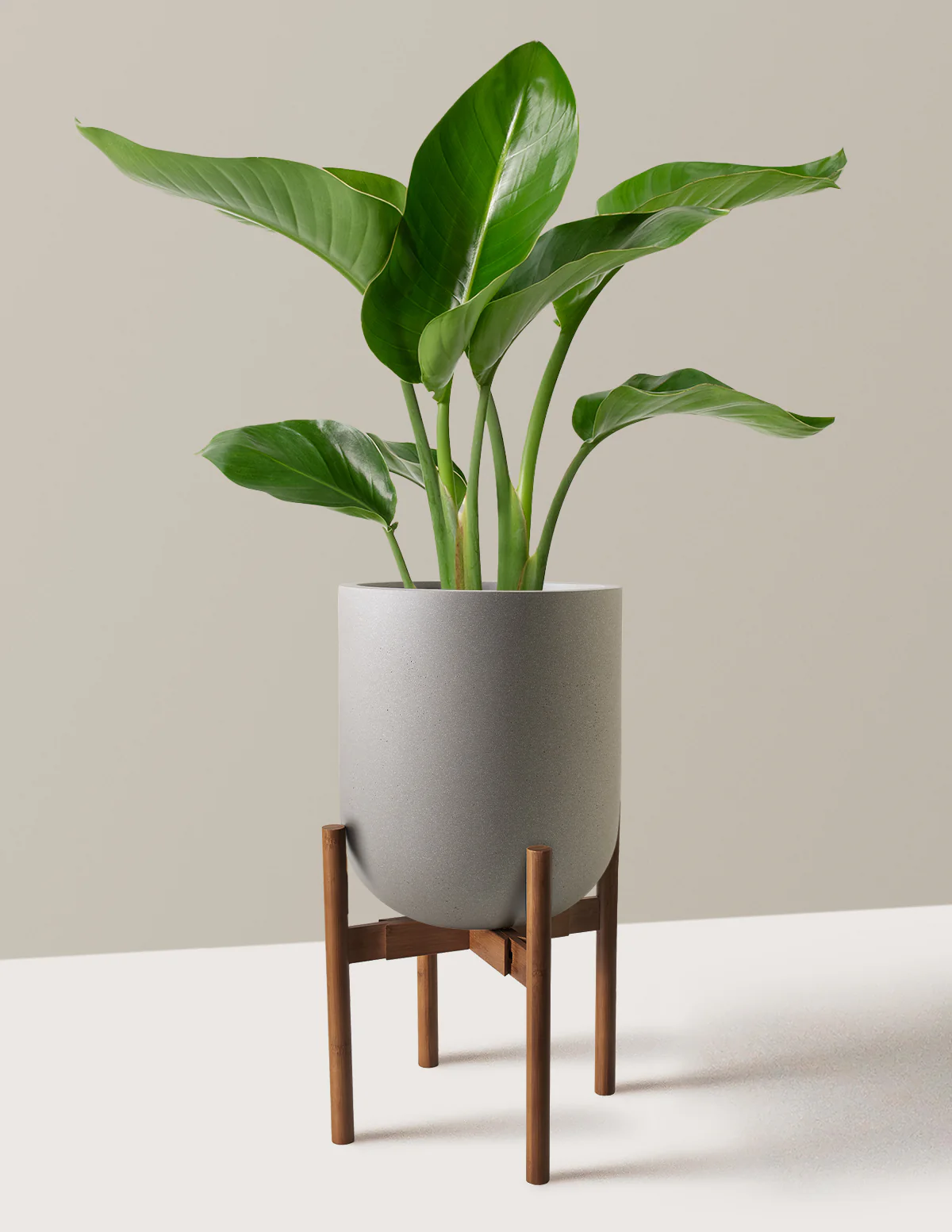 Bird of Paradise - Image 15