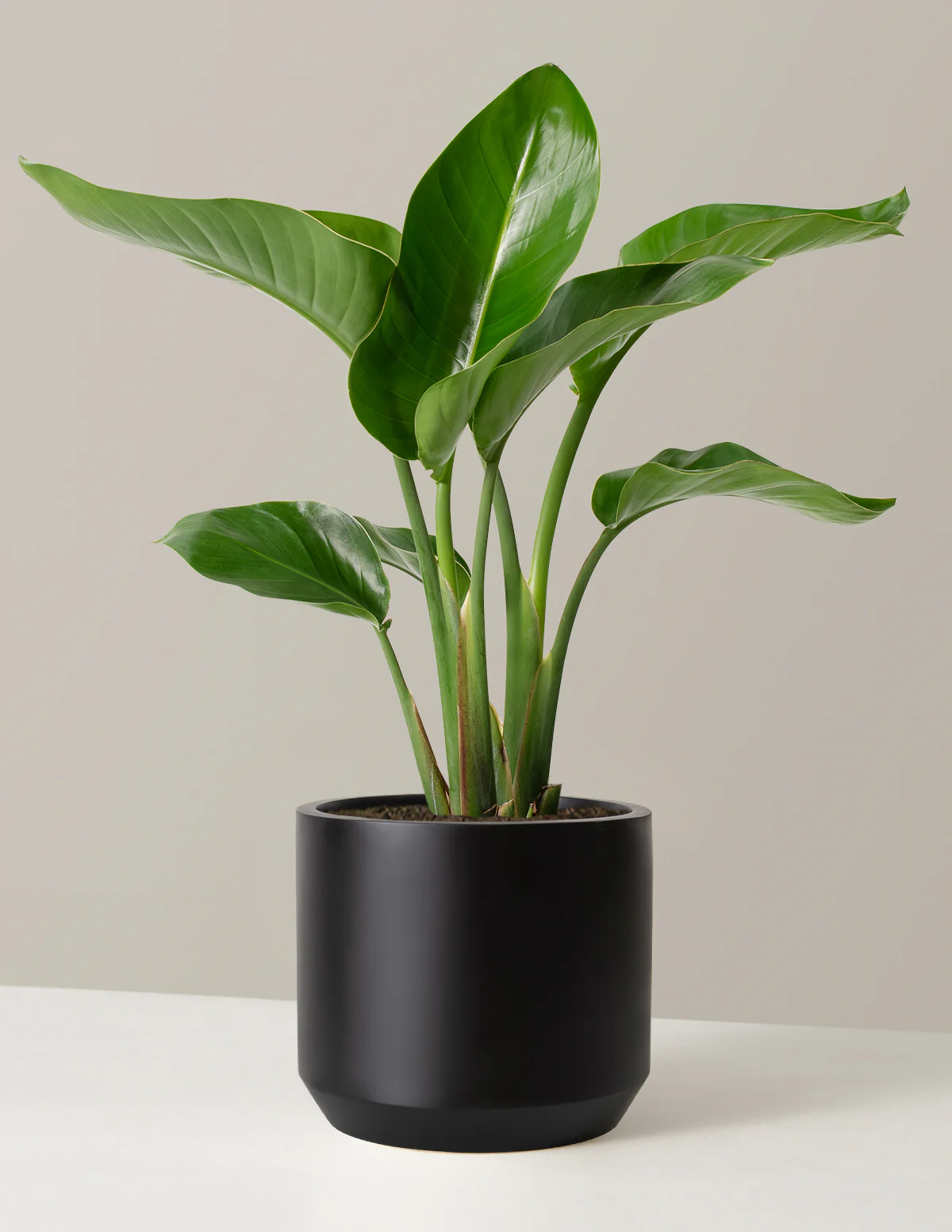 Bird of Paradise - Image 16