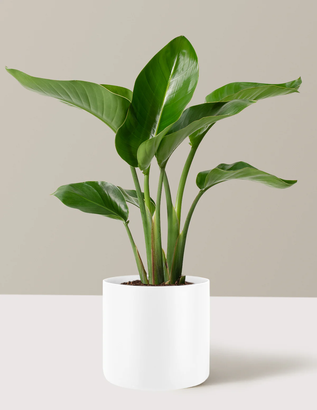 Bird of Paradise - Image 17