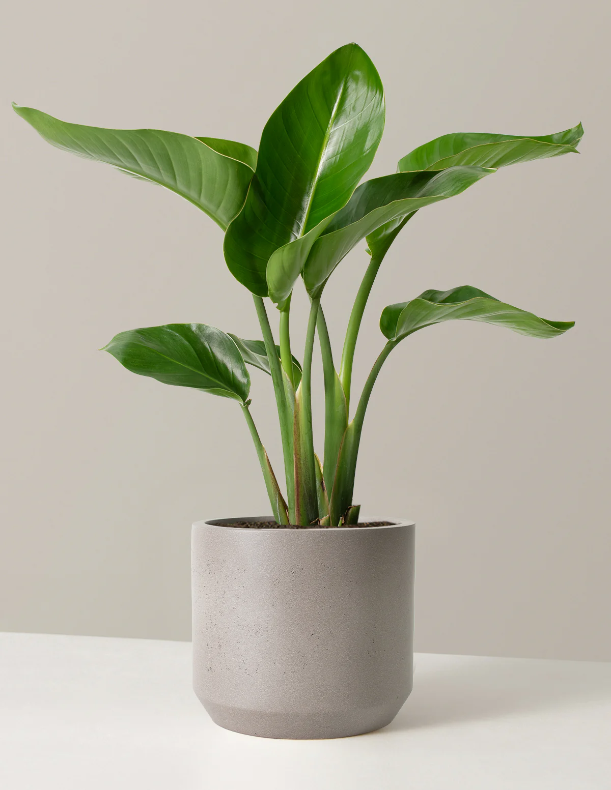 Bird of Paradise - Image 18