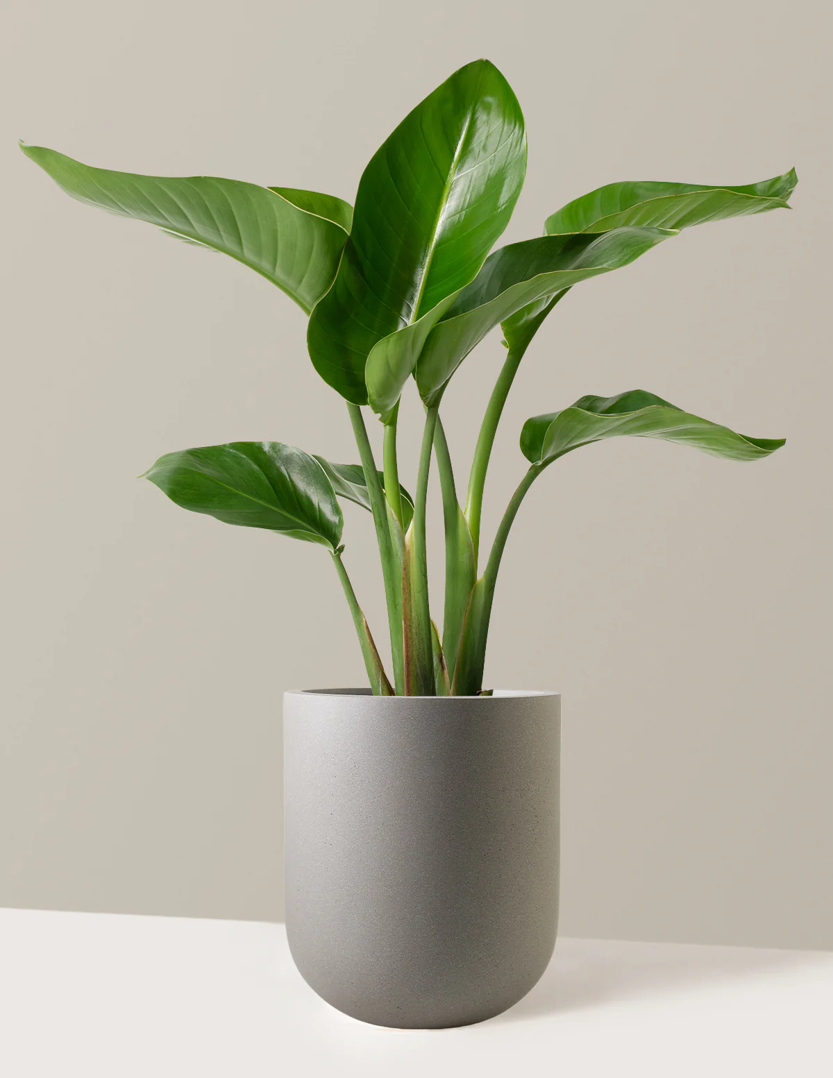 Bird of Paradise - Image 19