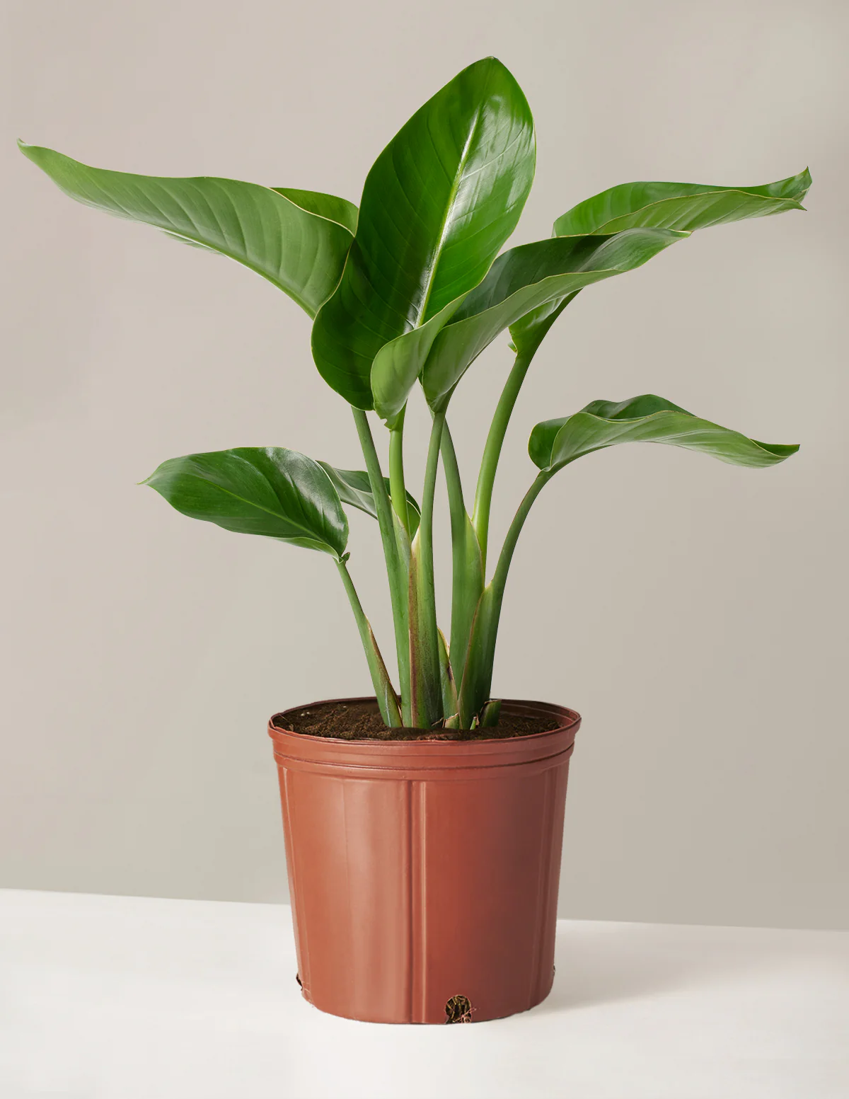 Bird of Paradise - Image 20