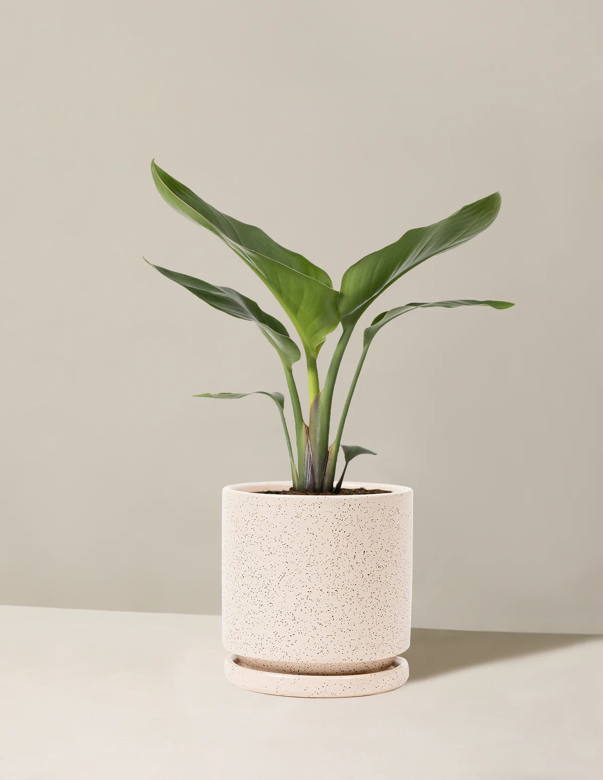 Bird of Paradise - Image 21