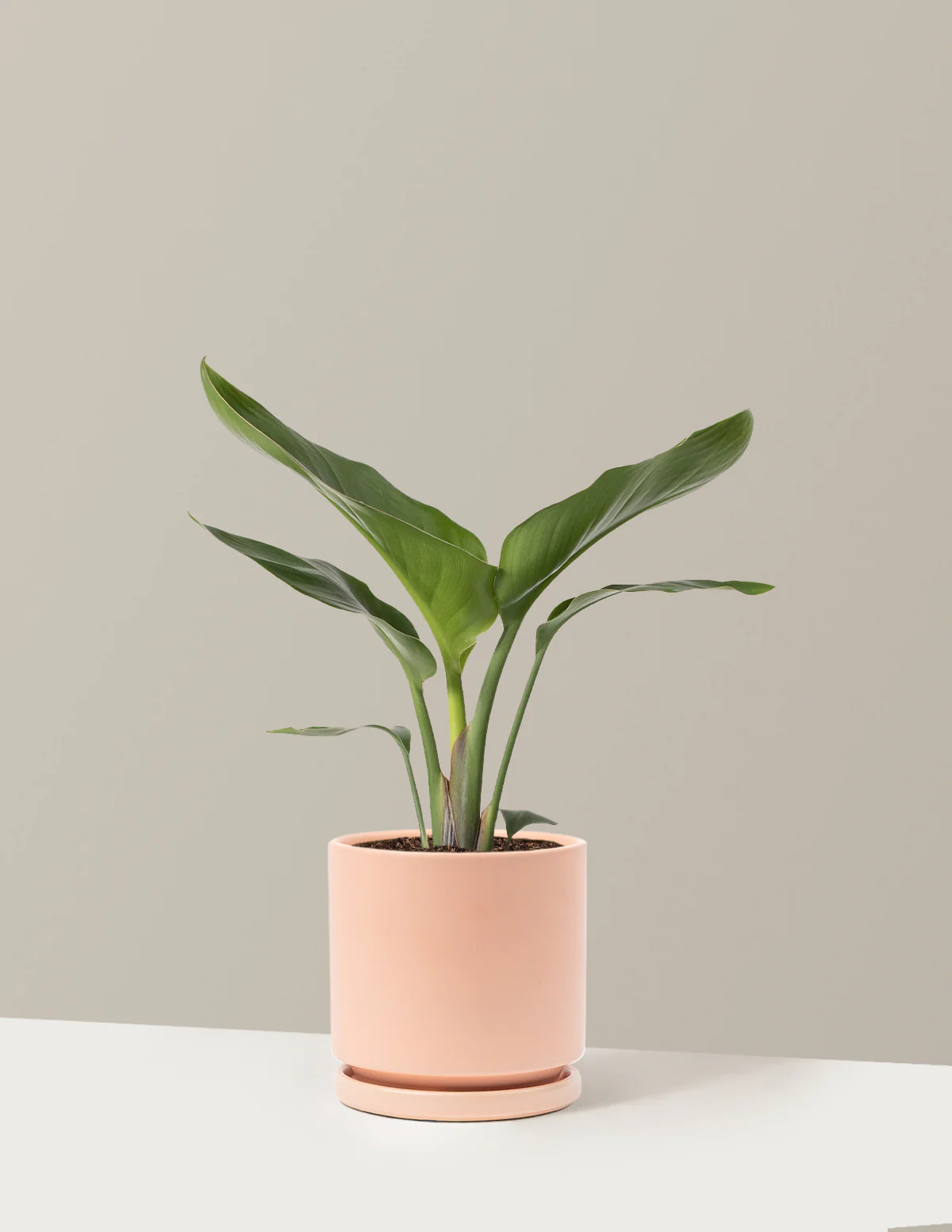 Bird of Paradise - Image 24