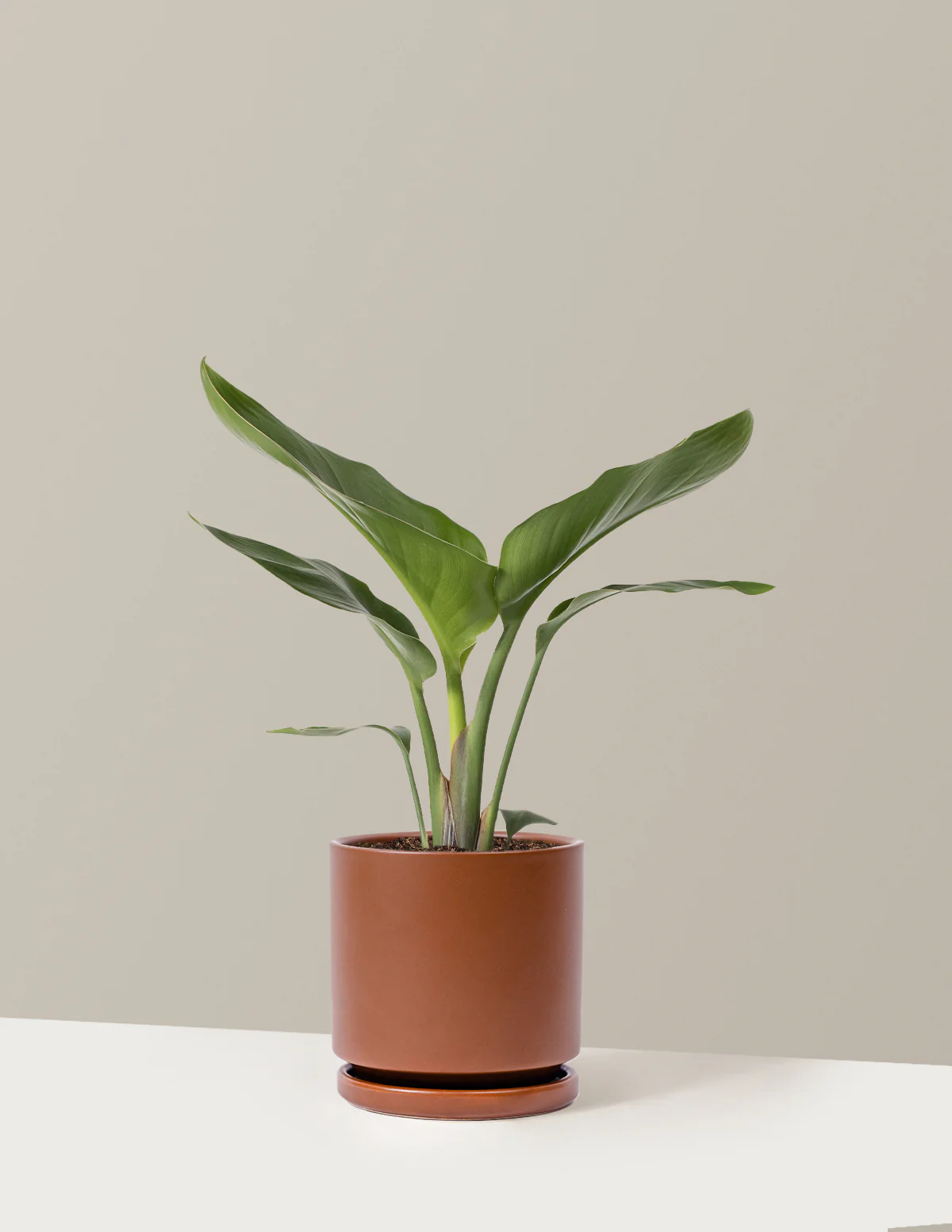 Bird of Paradise - Image 25