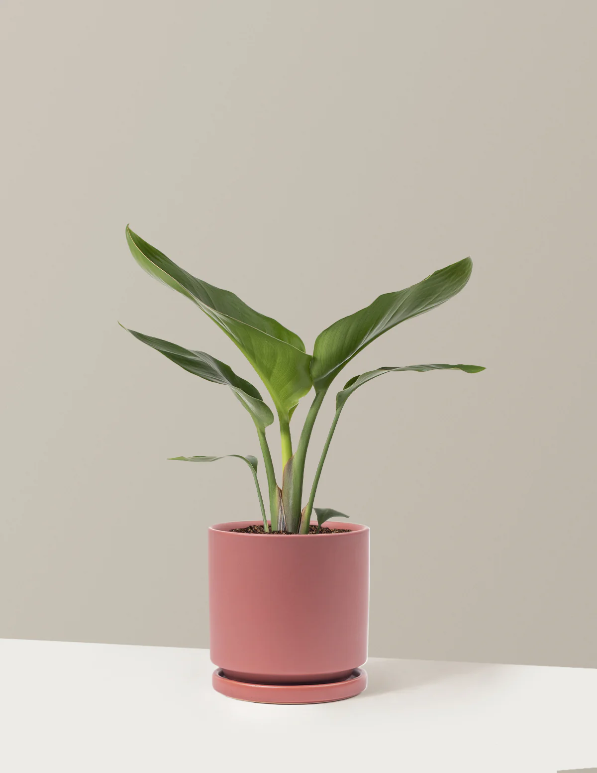 Bird of Paradise - Image 26