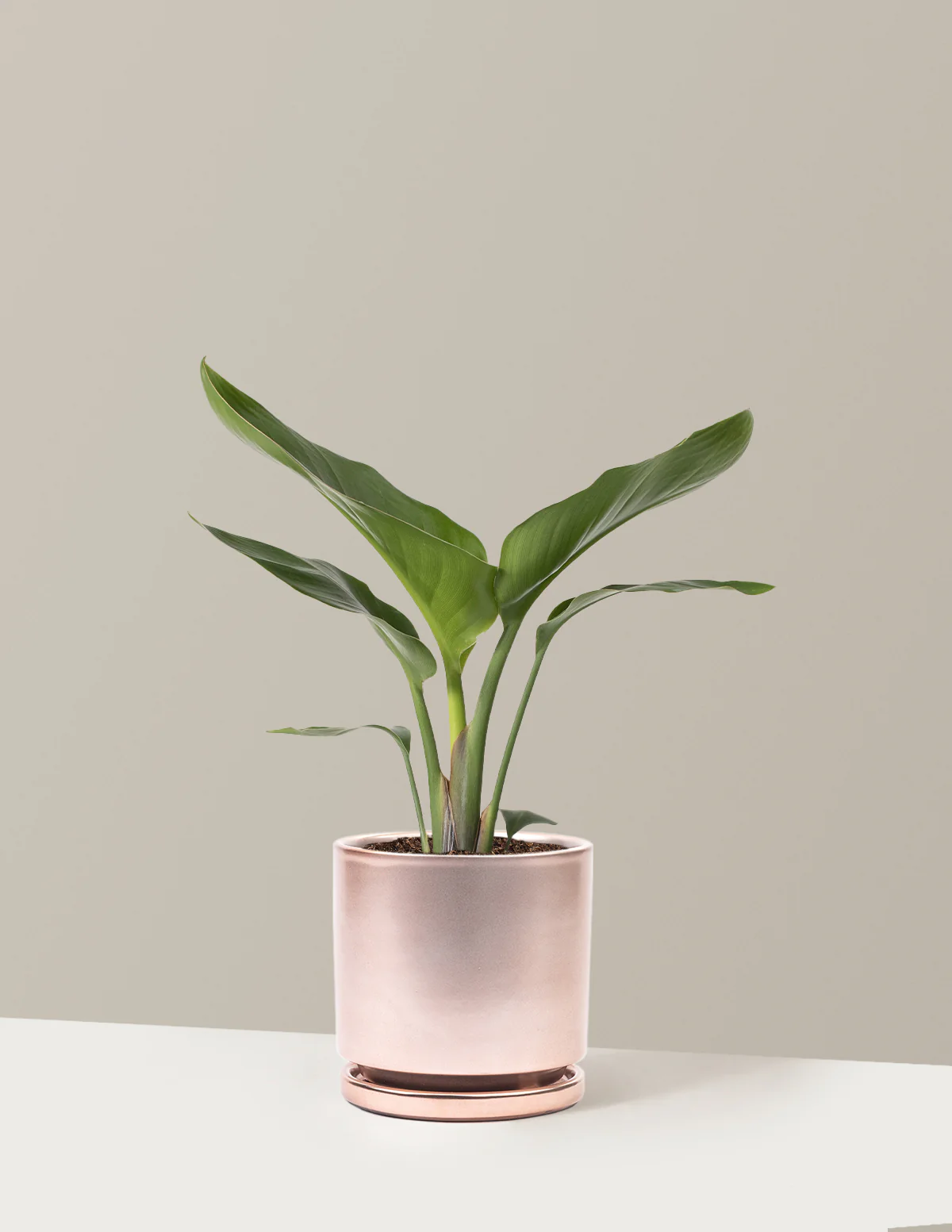 Bird of Paradise - Image 27