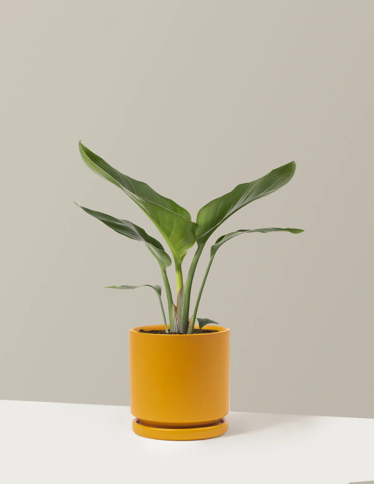 Bird of Paradise - Image 28
