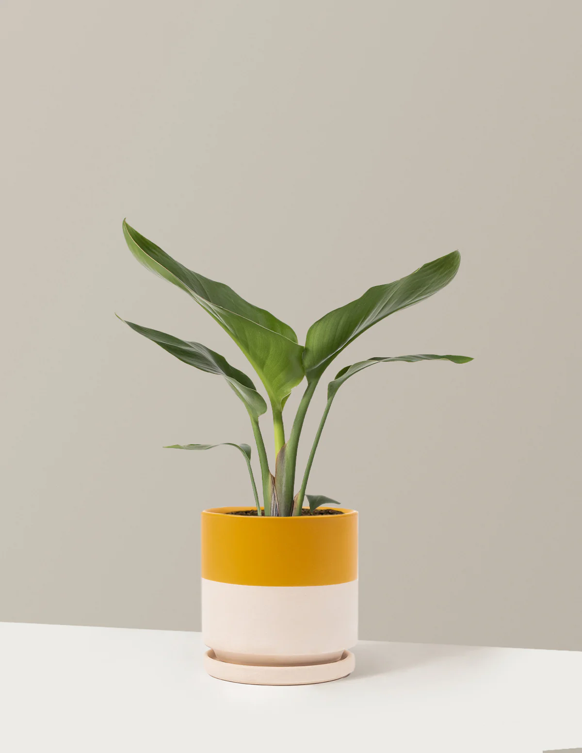Bird of Paradise - Image 29