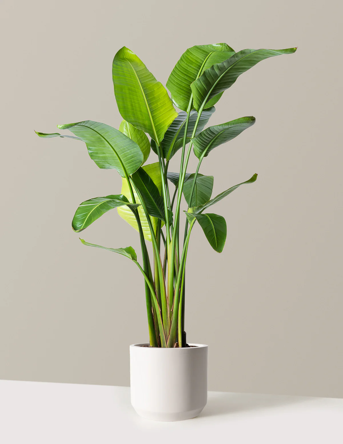 Bird of Paradise - Image 3