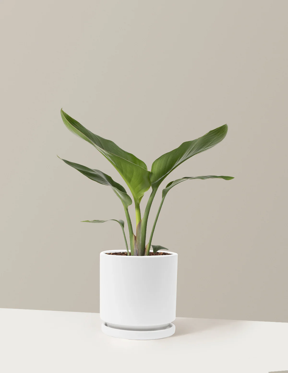 Bird of Paradise - Image 30