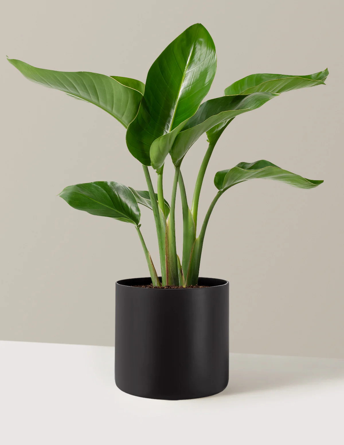 Bird of Paradise - Image 32