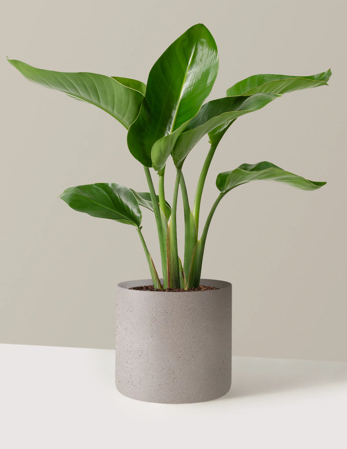 Bird of Paradise - Image 33