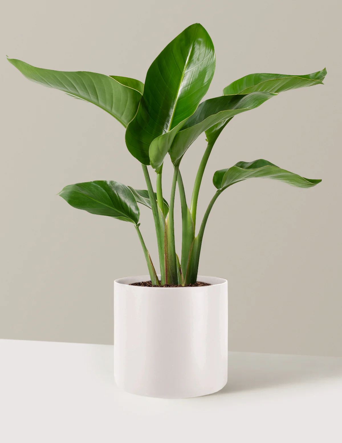Bird of Paradise - Image 34