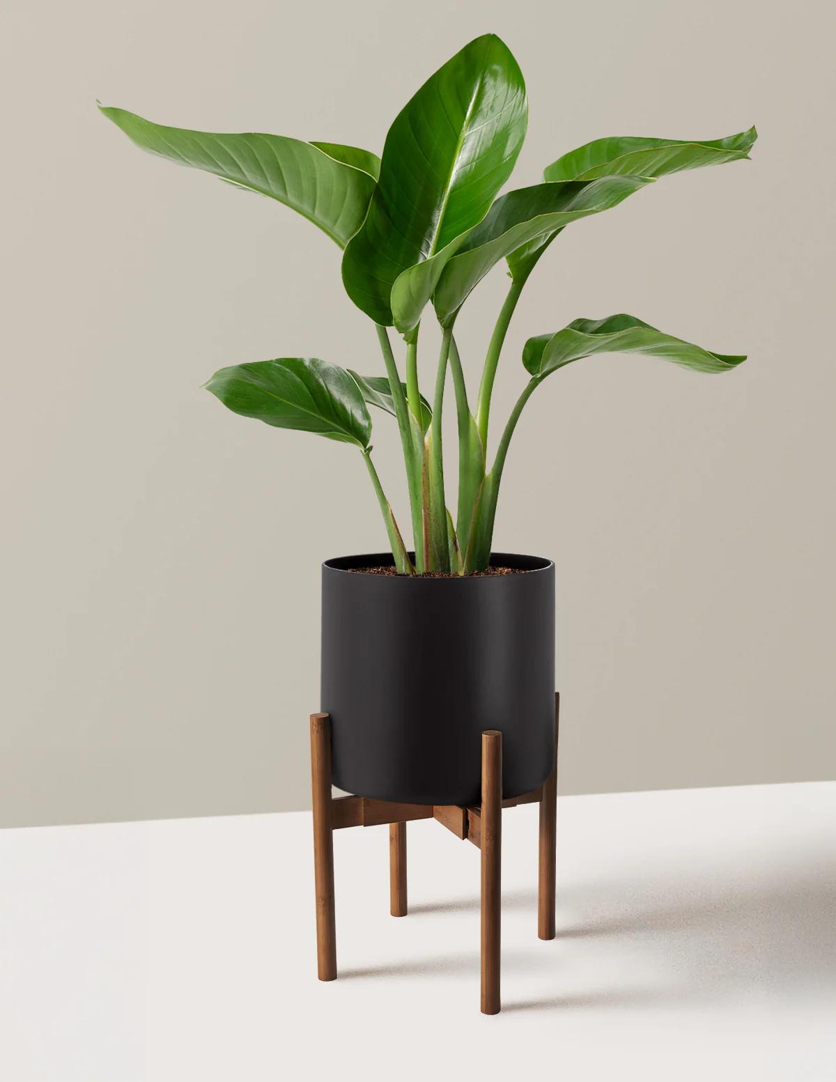 Bird of Paradise - Image 35