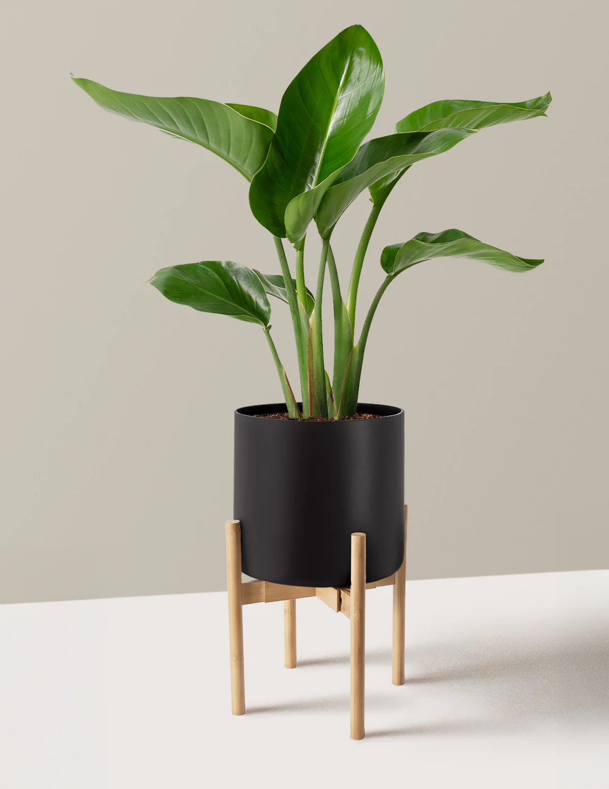 Bird of Paradise - Image 36