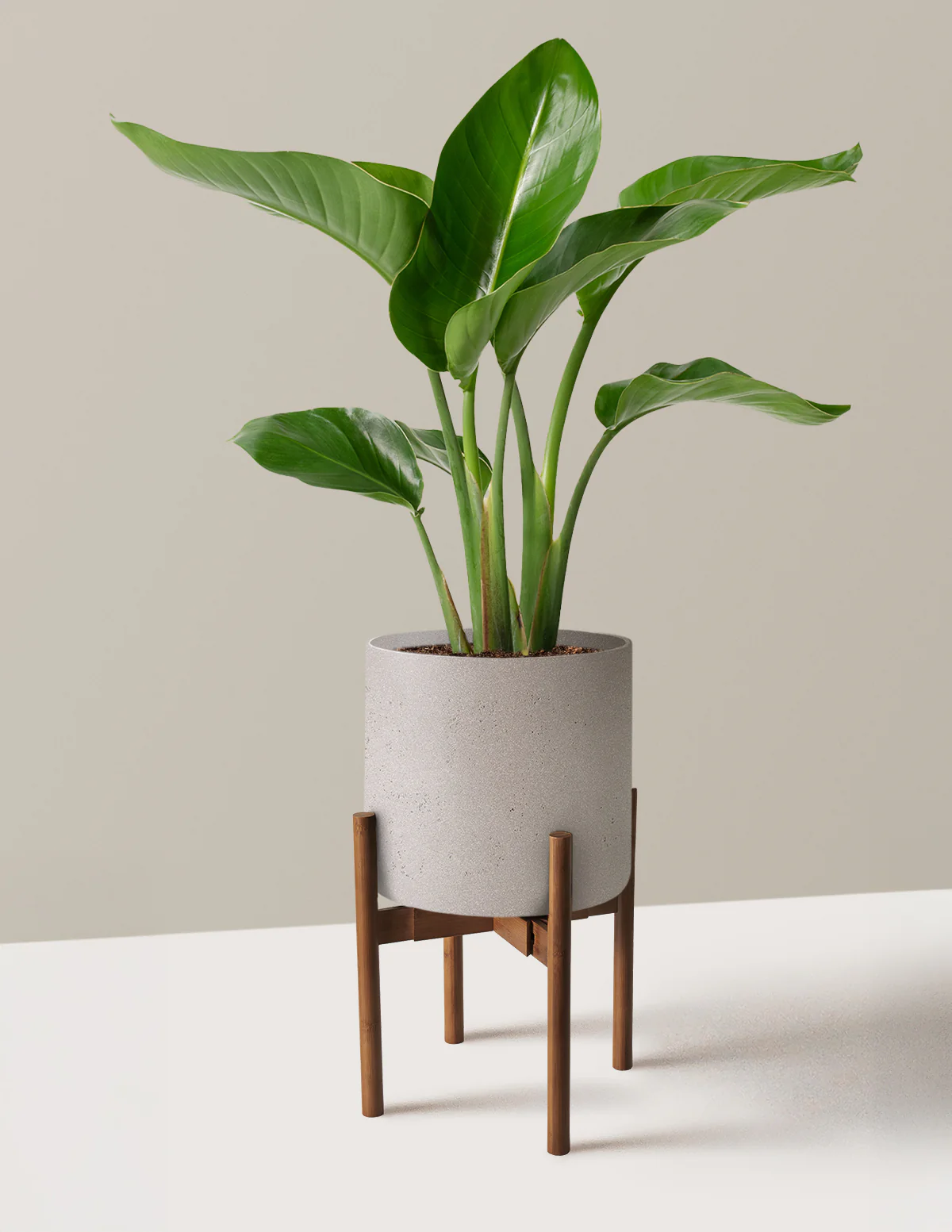 Bird of Paradise - Image 37