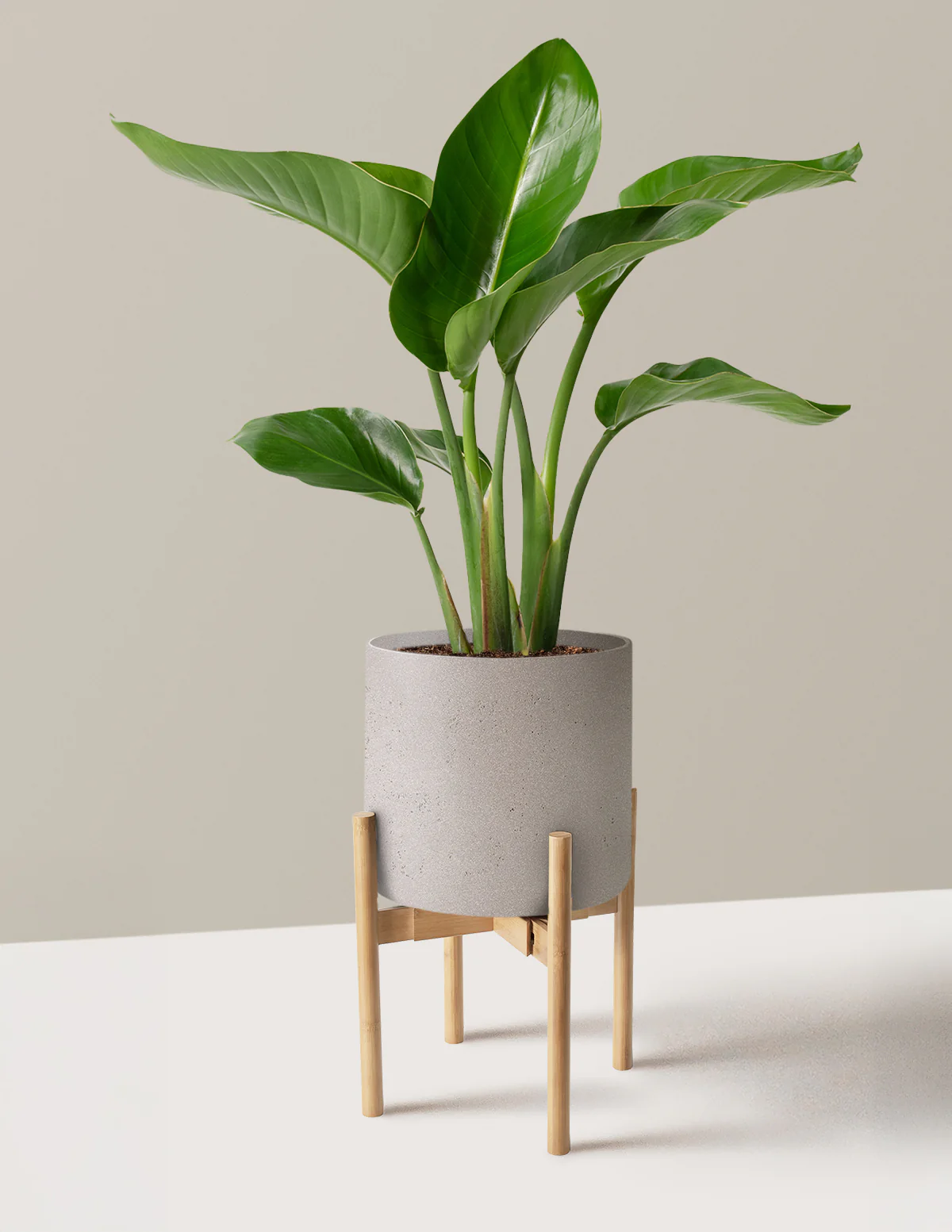 Bird of Paradise - Image 38