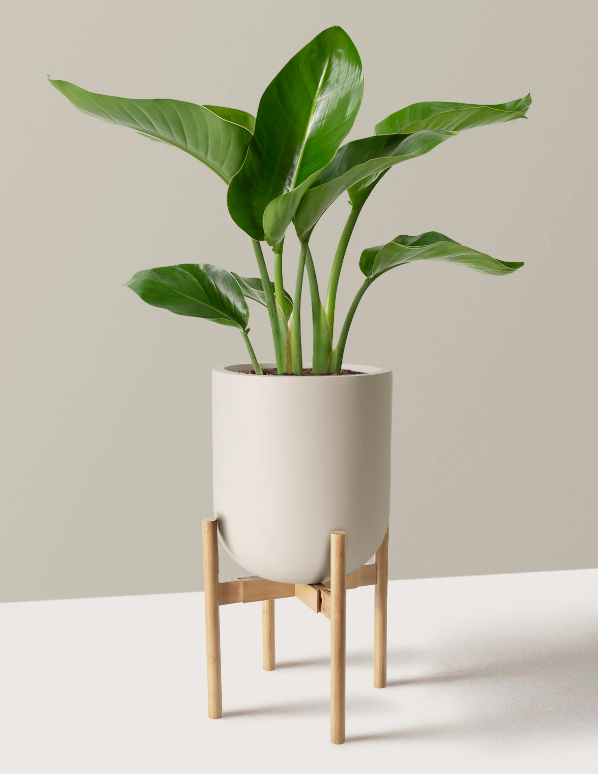 Bird of Paradise - Image 39