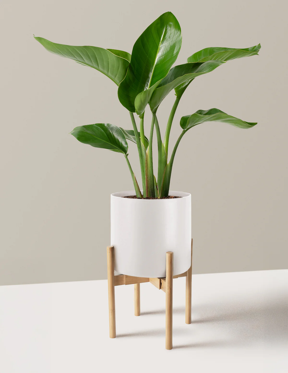 Bird of Paradise - Image 40