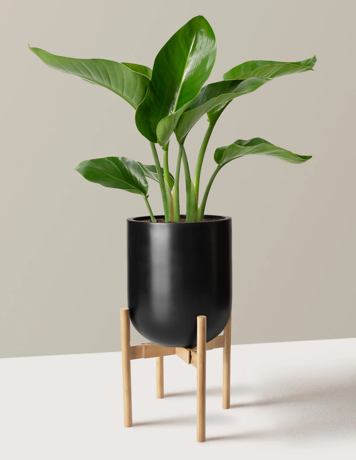 Bird of Paradise - Image 42