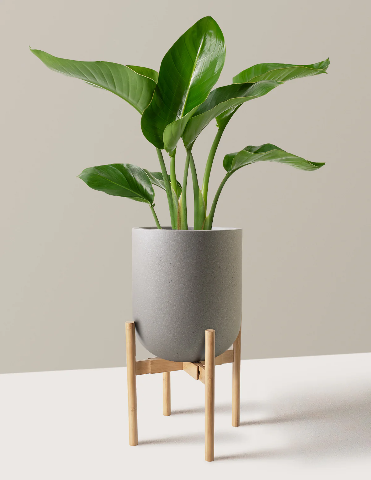 Bird of Paradise - Image 43
