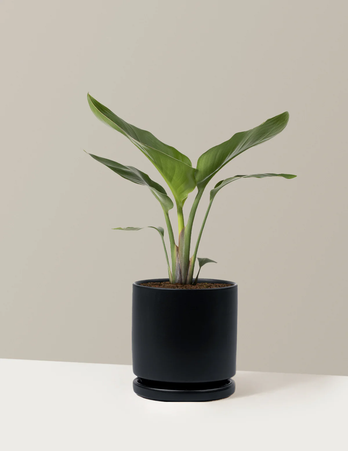 Bird of Paradise - Image 44