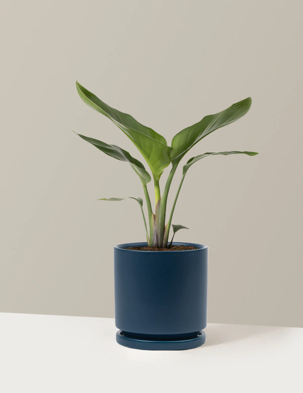 Bird of Paradise - Image 45