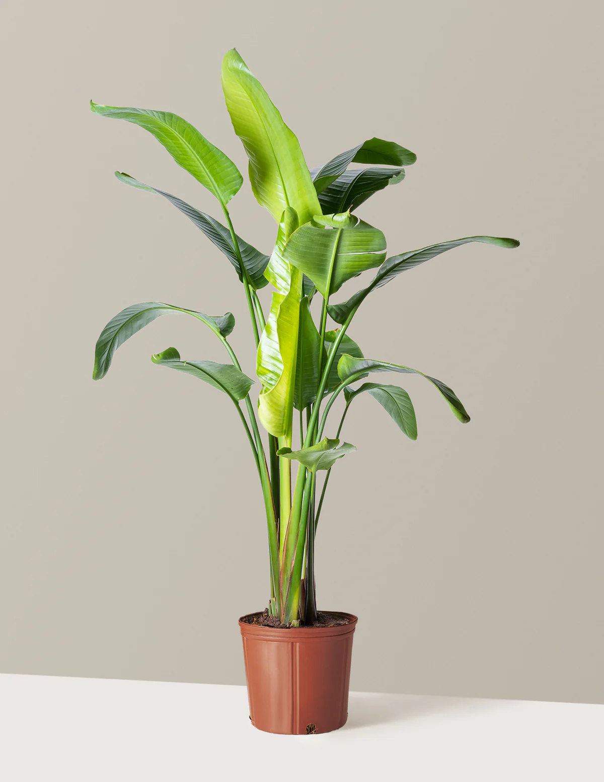 Bird of Paradise - Image 48