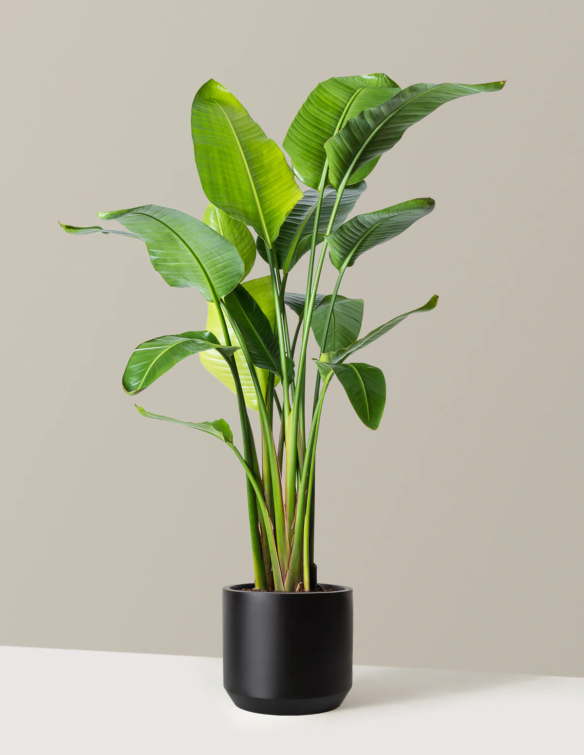 Bird of Paradise - Image 49
