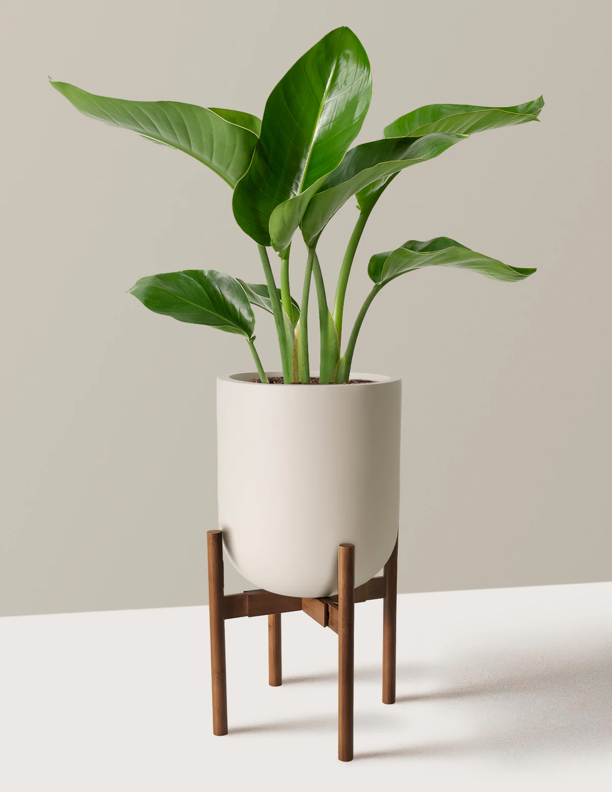 Bird of Paradise - Image 5
